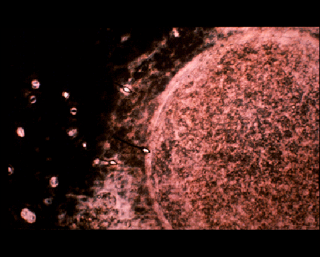 Illustration for article titled This awesome image may be found by aliens one day, floating in space